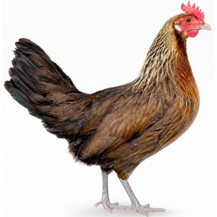 Picture of Golden Phoenix