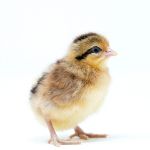 Picture of Golden Phoenix