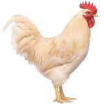 Picture of Amberlink