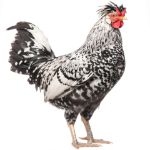 Picture of Appenzeller Spitzhauben