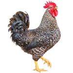 Picture of Black Sex-Link