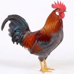Picture of Blue Breasted Brown Leghorn