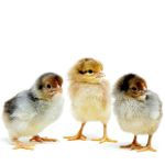 Picture of Blue Breasted Brown Leghorn