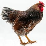 Picture of Blue Laced Red Wyandotte