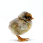 Picture of Blue Laced Red Wyandotte