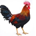 Picture of Brown Leghorn