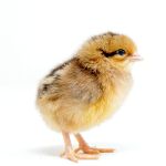 Picture of Brown Leghorn