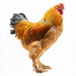 Picture of Buff Brahma