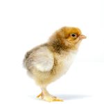 Picture of Buff Brahma