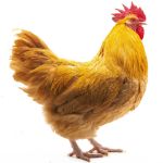 Picture of Buff Orpington