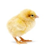 Picture of Buff Orpington