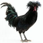 Picture of Crevecoeur