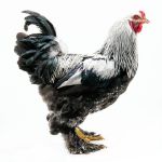 Picture of Dark Brahma