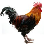 Picture of French Wheaten Marans