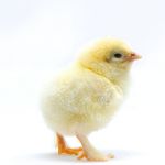 Picture of French Wheaten Marans