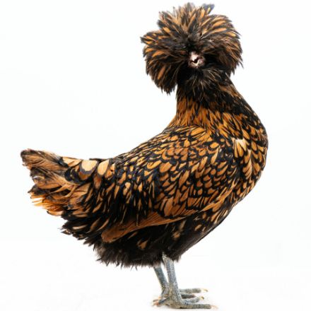 Picture of Golden Polish