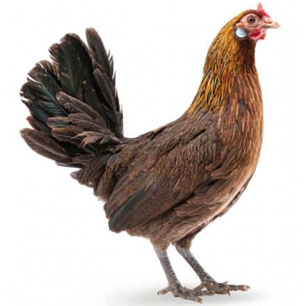 Picture of Indian Red Junglefowl