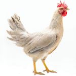 Picture of Isabella Leghorn