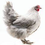 Picture of Lavender Orpington