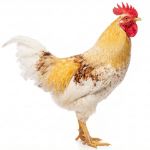 Picture of Golden Comet