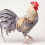 Picture of Isabella Leghorn