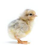 Picture of Isabella Leghorn