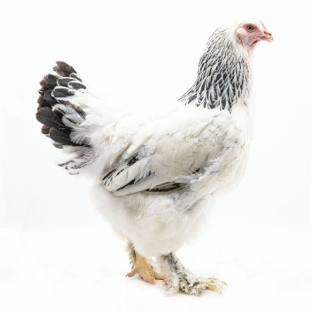 Picture of Light Brahma