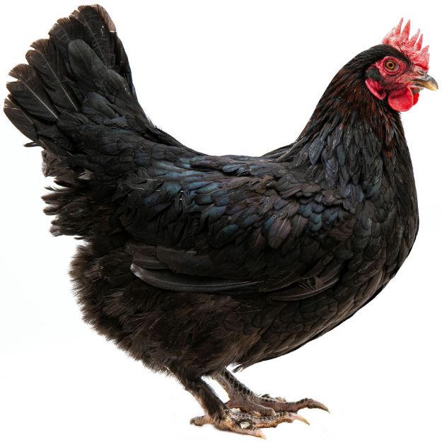 Picture of Midnight Majesty Marans