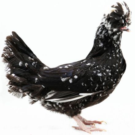 Picture of Mottled Houdan