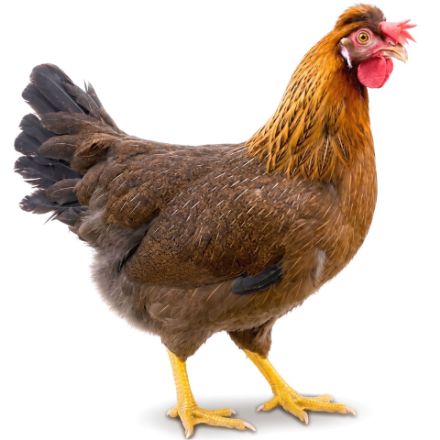 Picture of Olive Egger