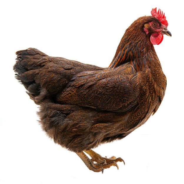 Picture of Partridge Plymouth Rock