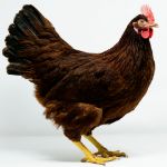Picture of Rhode Island Red