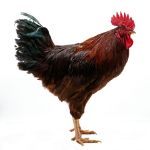 Picture of Rhode Island Red