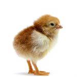 Picture of Rhode Island Red