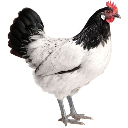 Picture of Silver Lakenvelder