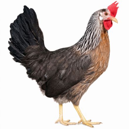 Picture of Silver Leghorn