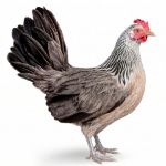 Picture of Silver Phoenix