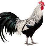Picture of Silver Phoenix