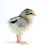 Picture of Silver Phoenix