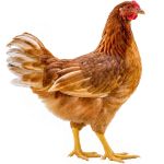 Picture of Starlight Green Egger