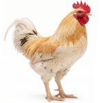 Picture of Starlight Green Egger