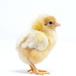 Picture of Starlight Green Egger