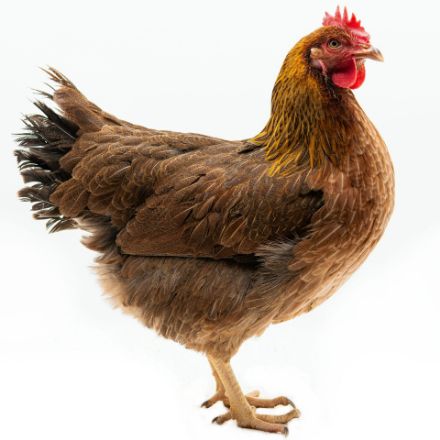 Picture of Welsummer