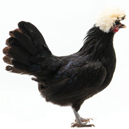 Picture of White Crested Black Polish