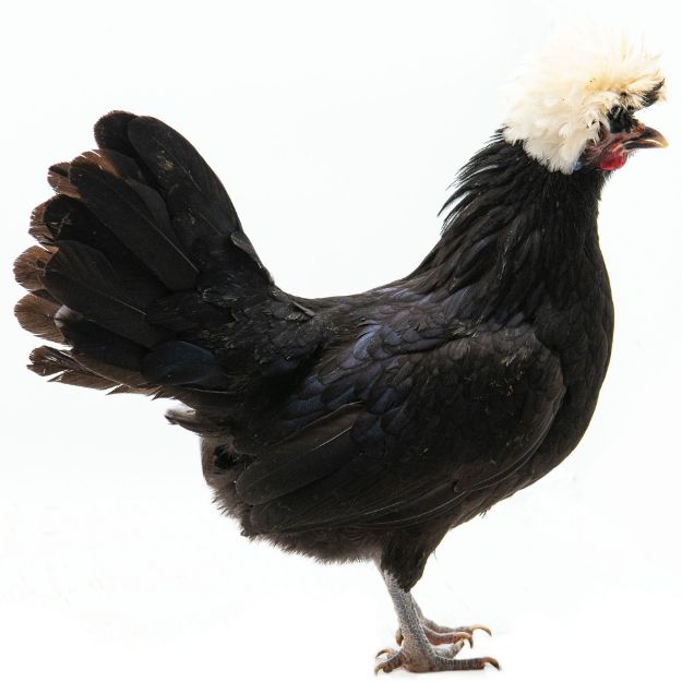 Picture of White Crested Black Polish
