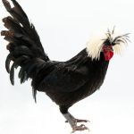 Picture of White Crested Black Polish