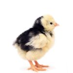 Picture of White Crested Black Polish