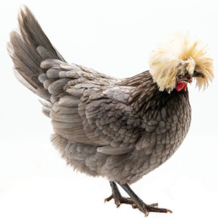 Picture of White Crested Blue Polish