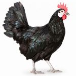 Picture of White Faced Black Spanish