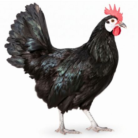 Picture of White Faced Black Spanish